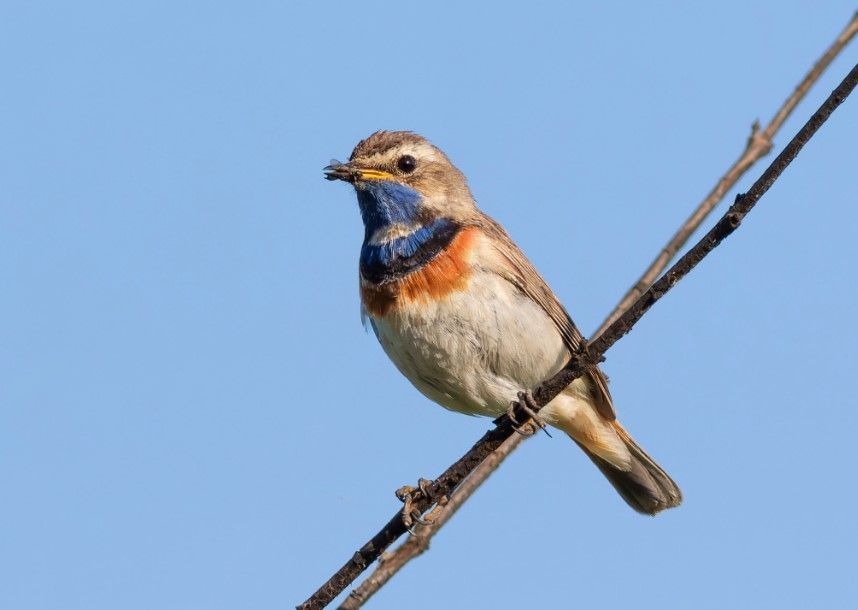На Одещині можна зустріти птаха, який є символом Лапландії На Одещині можна зустріти птаха, який є символом Лапландії