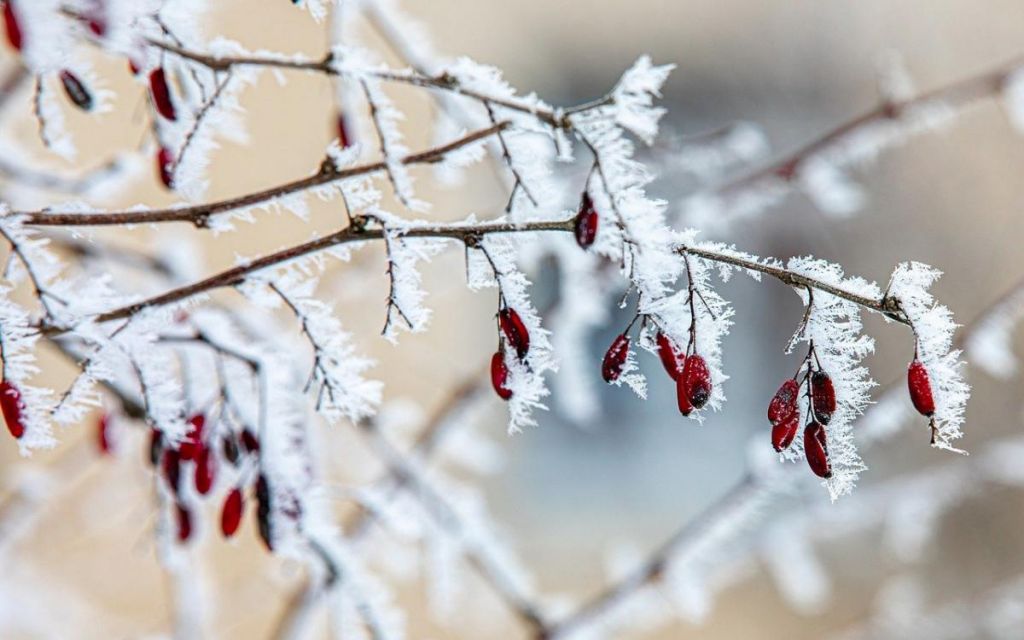 Холод з Арктики йде до України: синоптик розказав, коли вдарять морози Холод з Арктики йде до України: синоптик розказав, коли вдарять морози
