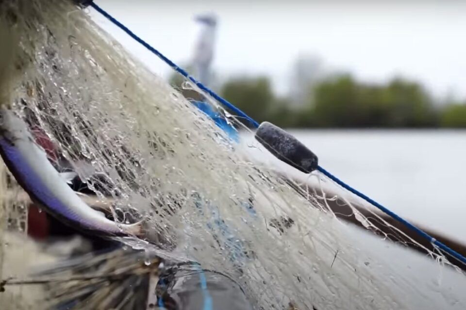 Найближчими днями відбудуться перші аукціони на промисловий вилов риби у Дунаї: які стартові ціни лотів Найближчими днями відбудуться перші аукціони на промисловий вилов риби у Дунаї: які стартові ціни лотів