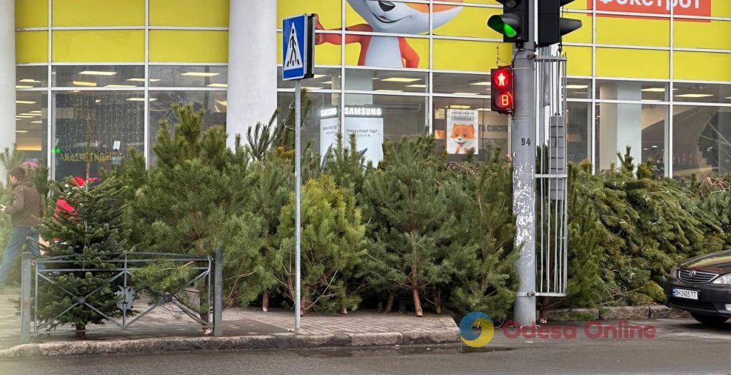 Великі й маленькі, у горщиках та штучні, подорожче й подешевше: в Одесі відкрилися ялинкові базари Великі й маленькі, у горщиках та штучні, подорожче й подешевше: в Одесі відкрилися ялинкові базари