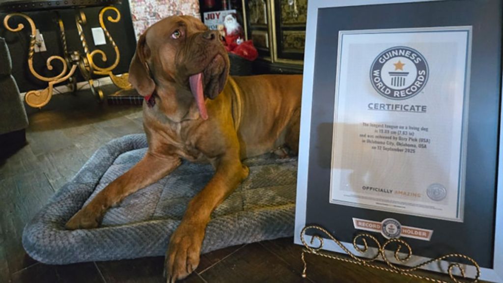 Побив навіть рекорди людей: який має вигляд собака з найдовшим язиком у світі Побив навіть рекорди людей: який має вигляд собака з найдовшим язиком у світі