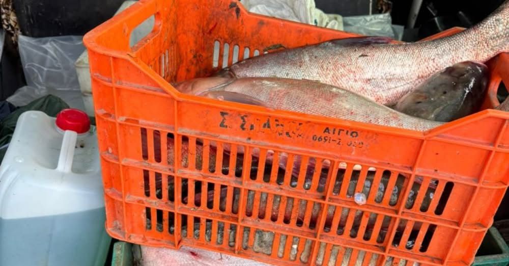 В Ізмаїлі викрито чоловіка, який транспортував майже 50 кг риби без належних документів В Ізмаїлі викрито чоловіка, який транспортував майже 50 кг риби без належних документів