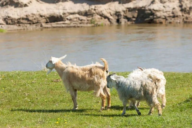 На Одещині з’явиться новий ландшафтний заказник(фото) На Одещині з’явиться новий ландшафтний заказник(фото)