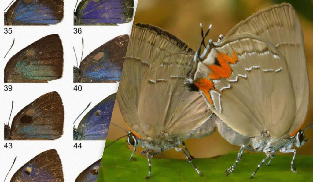 У музейних шухлядах знайшли 9 нових видів метеликів, яких роками не помічали У музейних шухлядах знайшли 9 нових видів метеликів, яких роками не помічали