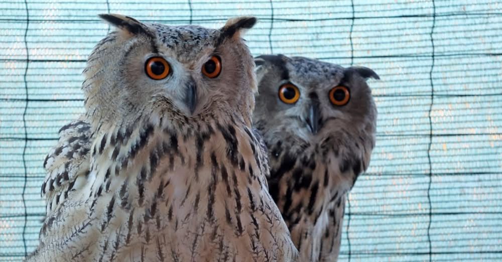 Відновлення рідкісного виду: у дельті Дунаю випустили нову групу пугачів(фото) Відновлення рідкісного виду: у дельті Дунаю випустили нову групу пугачів(фото)