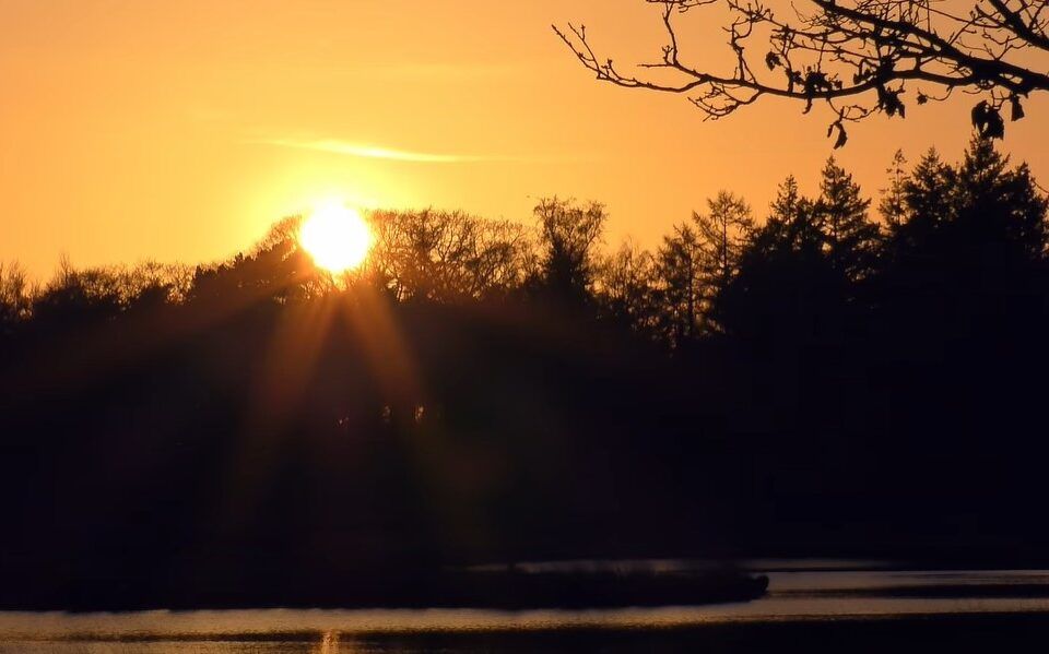 У дельті Дунаю оселилися чотири «випускники» зоопарку з Львівщини У дельті Дунаю оселилися чотири «випускники» зоопарку з Львівщини