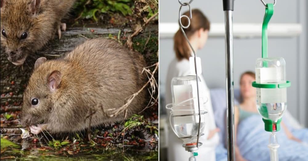 В Ізмаїльському районі зафіксовано новий випадок лептоспірозу В Ізмаїльському районі зафіксовано новий випадок лептоспірозу