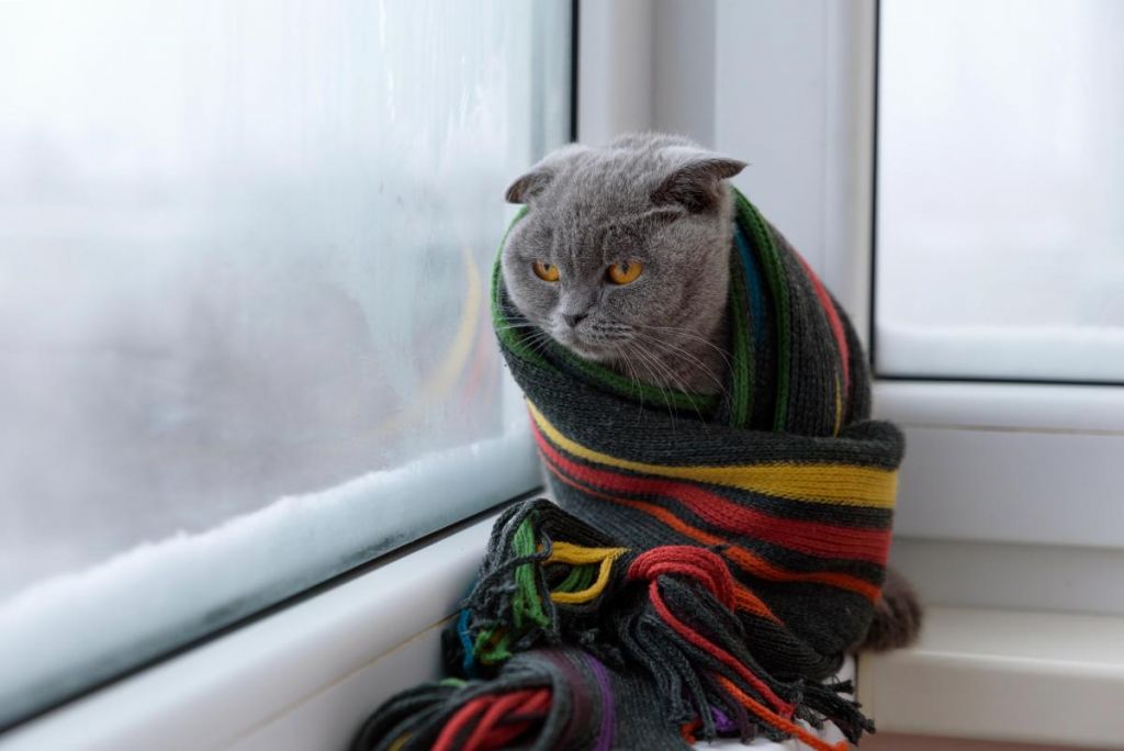 До України йде зимове похолодання: температура може впасти до -11° До України йде зимове похолодання: температура може впасти до -11°