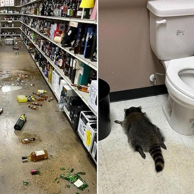 Єнот-п’яниця, який влаштував дебош в алкомаркеті США і заснув у туалеті, виявився рецидивістом Єнот-п’яниця, який влаштував дебош в алкомаркеті США і заснув у туалеті, виявився рецидивістом