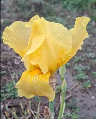 На Одещині посеред зими розквітли яскраві квіти(фото) На Одещині посеред зими розквітли яскраві квіти(фото)