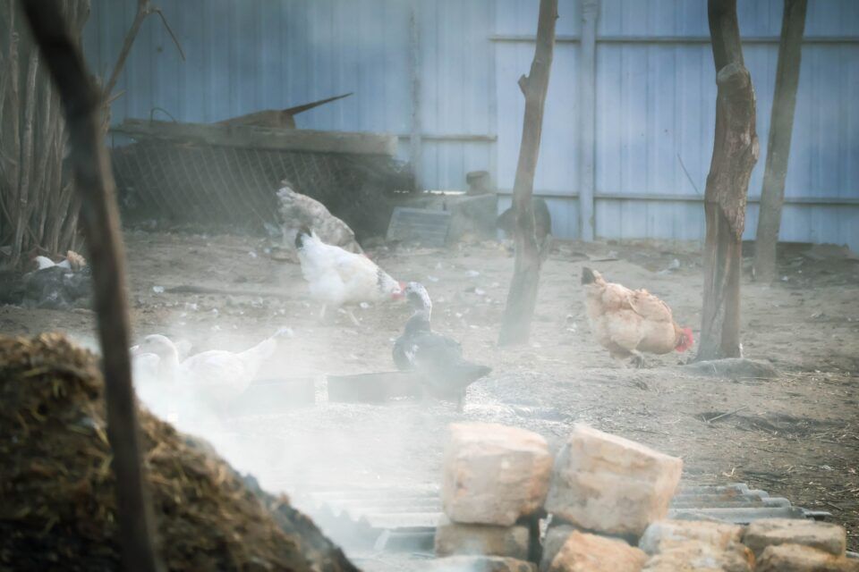 Родина з нині окупованого Скадовська розбудовує своє агрогосподарство на Одещині Родина з нині окупованого Скадовська розбудовує своє агрогосподарство на Одещині