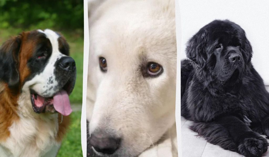 Тихі, але надійні захисники дому: названо 7 найспокійніших порід сторожових собак Тихі, але надійні захисники дому: названо 7 найспокійніших порід сторожових собак