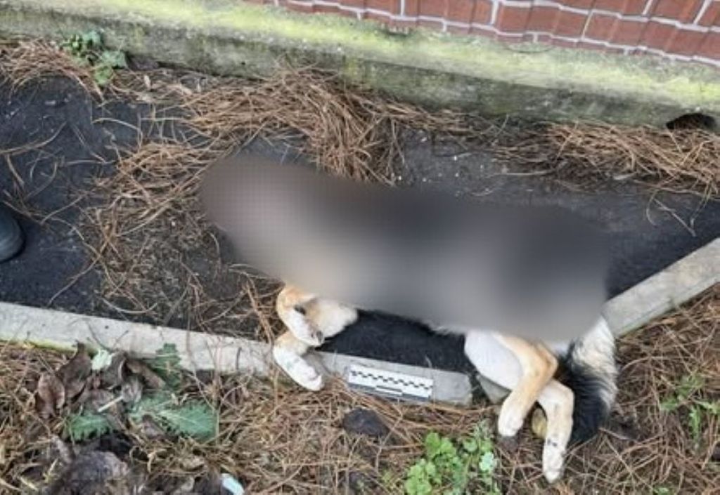 Чи буде край? В Ізмаїлі продовжують труїти собак Чи буде край? В Ізмаїлі продовжують труїти собак