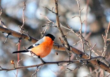 Аномальний холод вже пройдено: до України мчить довгоочікуване потепління на 5-7 градусів Аномальний холод вже пройдено: до України мчить довгоочікуване потепління на 5-7 градусів
