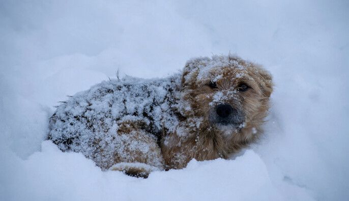 В Україні готують зміни, щоб дозволити закладам впускати тварин під час морозів В Україні готують зміни, щоб дозволити закладам впускати тварин під час морозів