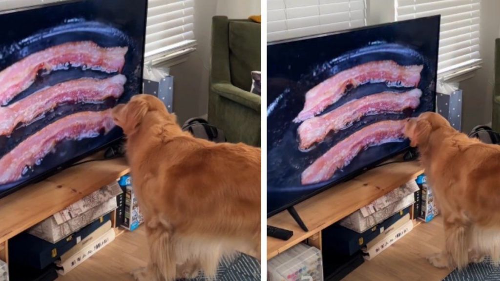 Господарі вмикають своїм песикам бекон по телевізору - далі починається найсмішніше (відео) Господарі вмикають своїм песикам бекон по телевізору - далі починається найсмішніше (відео)