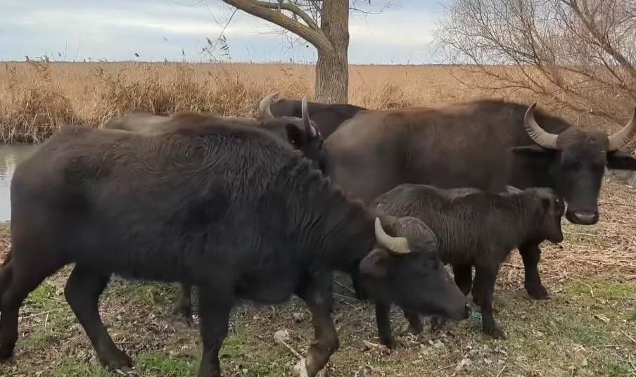 Зменшать ризик пожеж: на Одещині у дику природу випустили стадо водяних буйволів Зменшать ризик пожеж: на Одещині у дику природу випустили стадо водяних буйволів