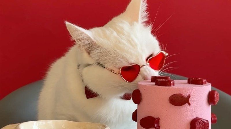 Одеситка виготовляє смачні торти для котів і собак(фото) Одеситка виготовляє смачні торти для котів і собак(фото)