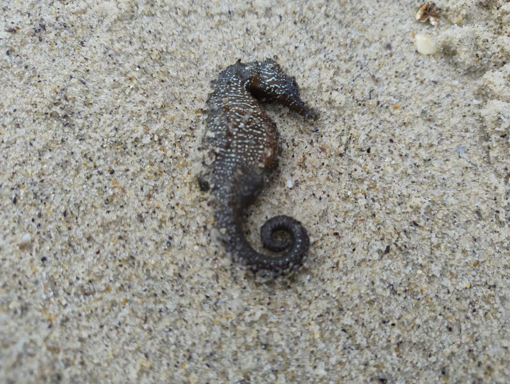 Беззахисні перед стихією: науковець пояснив причини масової загибелі морських коників в Одесі Беззахисні перед стихією: науковець пояснив причини масової загибелі морських коників в Одесі