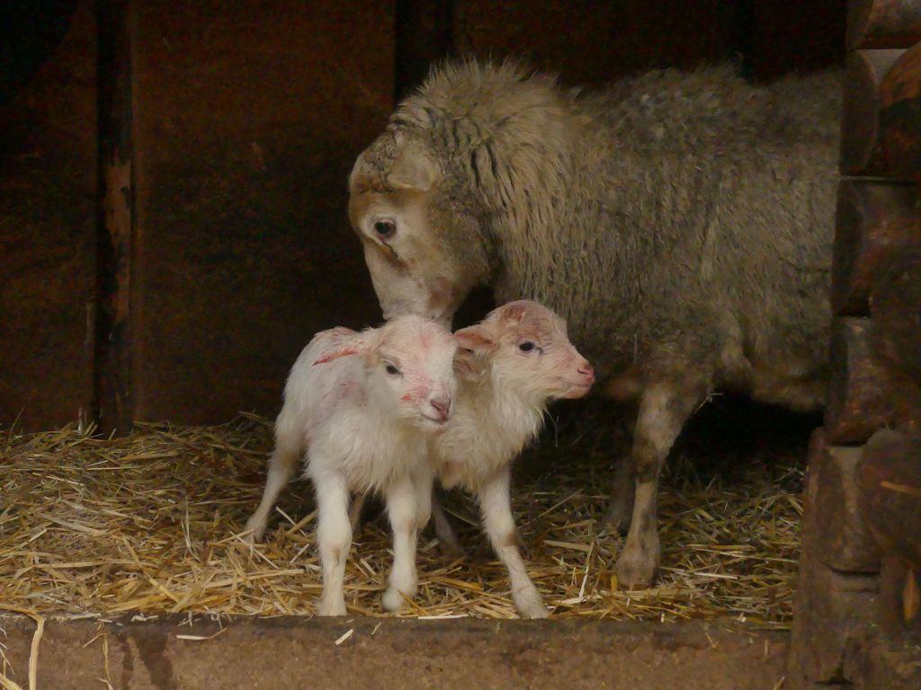 В Одеському зоопарку — поповнення: на світ з’явилися ягнята(фото) В Одеському зоопарку — поповнення: на світ з’явилися ягнята(фото)