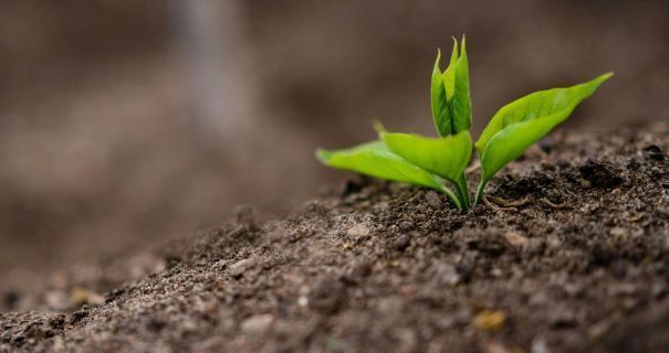 Земля в Україні стане ще дорожче: які області лідери по цінах Земля в Україні стане ще дорожче: які області лідери по цінах