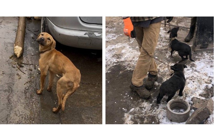В Ізмаїлі суд розглядає справу про жорстоке поводження з тваринами: позивачка шукає сприяння у церкві, яку відвідують звинувачені В Ізмаїлі суд розглядає справу про жорстоке поводження з тваринами: позивачка шукає сприяння у церкві, яку відвідують звинувачені