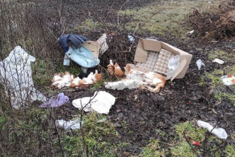 В Ізмаїлі зафіксоване ще одне жорстоке масове вбивство тварин В Ізмаїлі зафіксоване ще одне жорстоке масове вбивство тварин