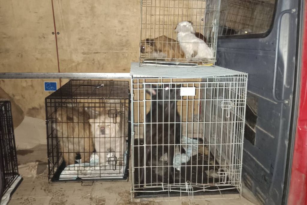 Зоозахисники домоглися вилучення собак з Ізмаїльського клуба кінології: поліція відкрила кримінальне провадження відносно господарки Зоозахисники домоглися вилучення собак з Ізмаїльського клуба кінології: поліція відкрила кримінальне провадження відносно господарки