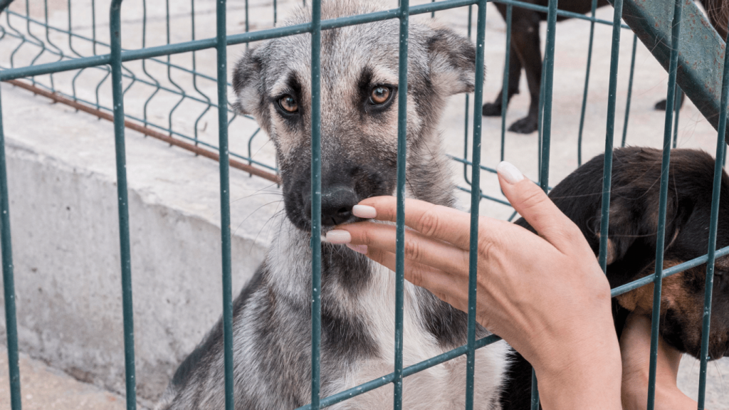 На Одещині планують збудувати притулок для тварин — подробиці На Одещині планують збудувати притулок для тварин — подробиці