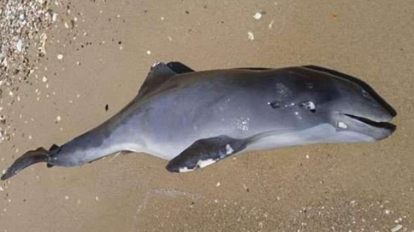 Чорне море кричить від болю: 50 тисяч дельфінів загинуло від початку війни Чорне море кричить від болю: 50 тисяч дельфінів загинуло від початку війни