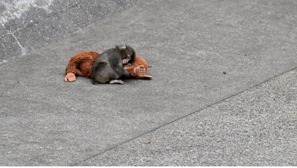«Вірусне» мавпеня, яке обіймало іграшкову мавпу після того, як його покинула мама, поступово приймають у зграї «Вірусне» мавпеня, яке обіймало іграшкову мавпу після того, як його покинула мама, поступово приймають у зграї