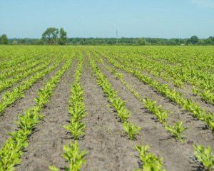 Як смачно приготувати буряк ‒ перевірені поради Як смачно приготувати буряк ‒ перевірені поради