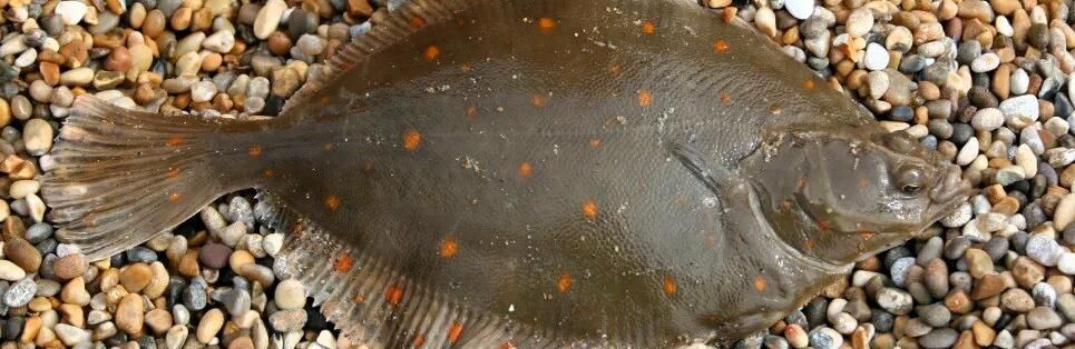 На Одещині заборонили вилов камбали-глоси: за одну рибину — 1700 грн штрафу На Одещині заборонили вилов камбали-глоси: за одну рибину — 1700 грн штрафу