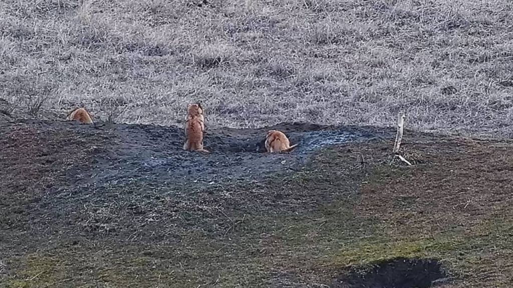 Наближення весни: у степу на півдні Одещини прокинулися бабаки Наближення весни: у степу на півдні Одещини прокинулися бабаки
