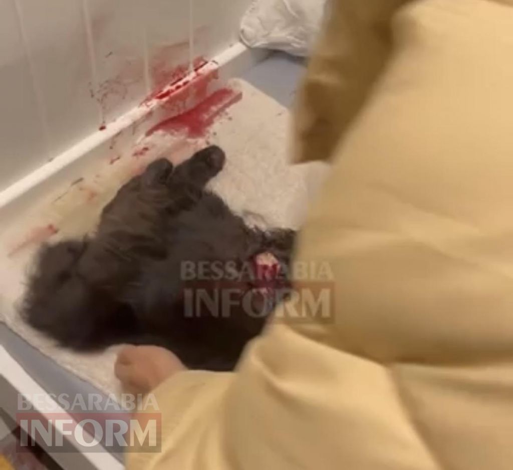 В Ізмаїлі під час роботи ППО куля пробила дах будинку та влучила у кота В Ізмаїлі під час роботи ППО куля пробила дах будинку та влучила у кота