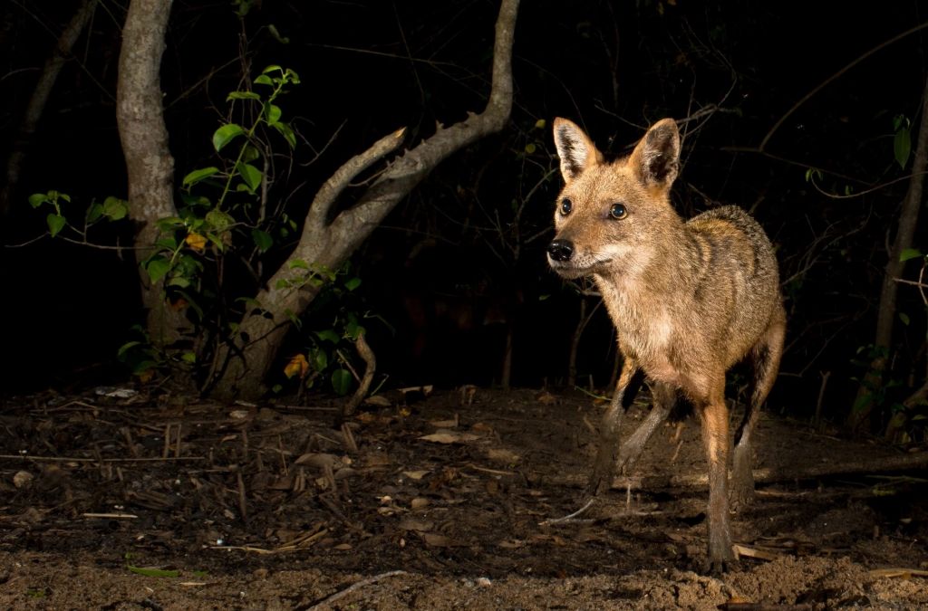 Шакал потрапив у фотопастку в Нацпарку на Одещині Шакал потрапив у фотопастку в Нацпарку на Одещині