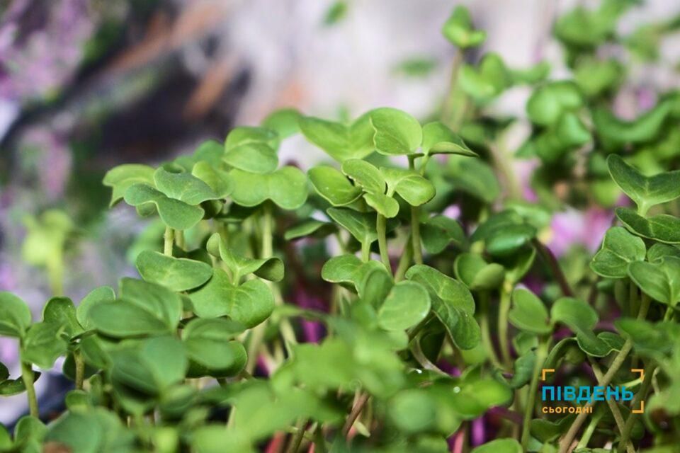 Як в Ізмаїлі вирощують мікрозелень та чому її варто вживати щодня(відео) Як в Ізмаїлі вирощують мікрозелень та чому її варто вживати щодня(відео)