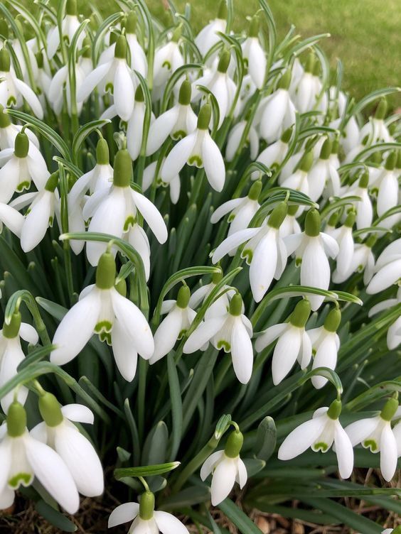 Підсніжник чи пролісок: мовознавець вказав на різницю(фото) Підсніжник чи пролісок: мовознавець вказав на різницю(фото)