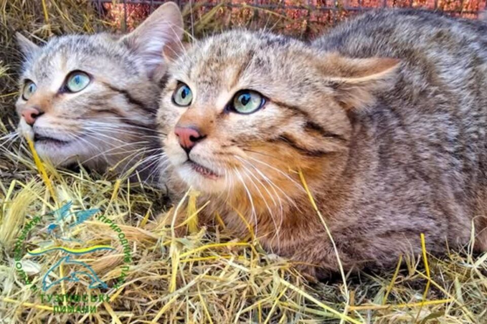 У Тузлівських лиманах випустили на волю лісових котів, яких виходили та виростили на Ізмаїльській станції юннатів(фото) У Тузлівських лиманах випустили на волю лісових котів, яких виходили та виростили на Ізмаїльській станції юннатів(фото)