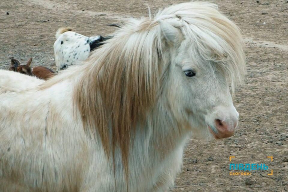 ДНК лісових кошенят та бебі-бум копитних: як перезимували мешканці Ізмаїльської станції юннатів ДНК лісових кошенят та бебі-бум копитних: як перезимували мешканці Ізмаїльської станції юннатів