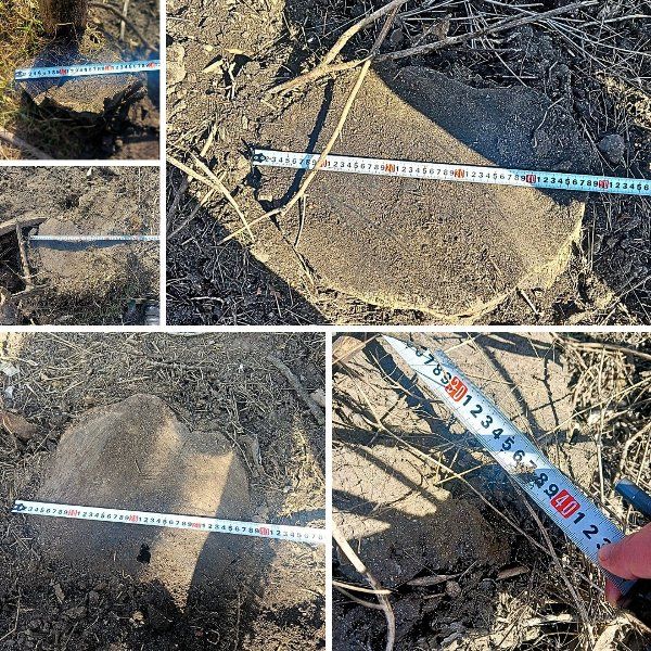 На Одещині незаконно вирубали дерева На Одещині незаконно вирубали дерева