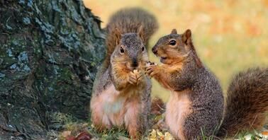 З 1 квітня в Україні стартує “сезон тиші” З 1 квітня в Україні стартує “сезон тиші”