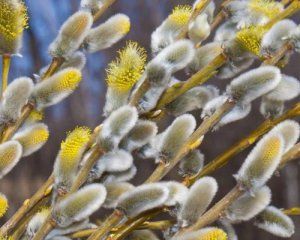 Вербна неділя уже за тиждень: історія, традиції та заборони Вербна неділя уже за тиждень: історія, традиції та заборони