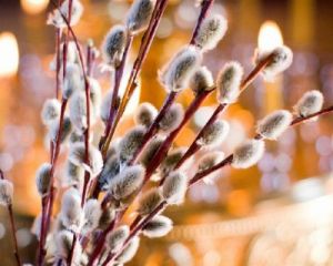 Вербна неділя: як освячувати та зберігати вдома вербу Вербна неділя: як освячувати та зберігати вдома вербу