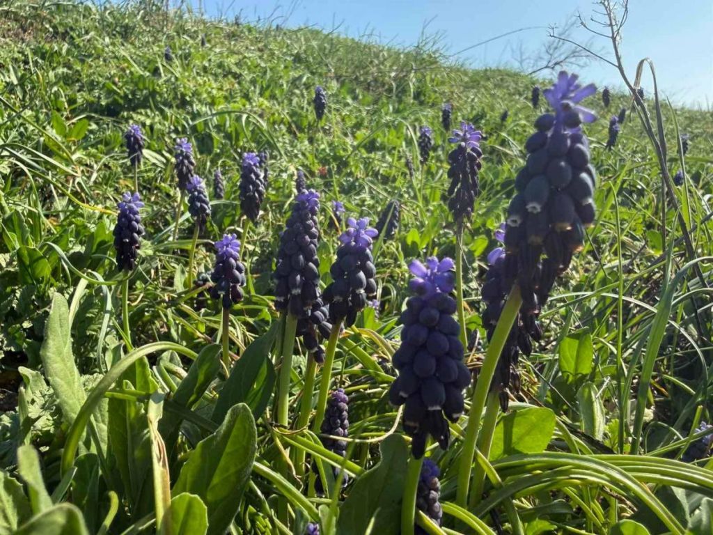 Пахне медом і ваніллю: на Одещині масово зацвіла рідкісна степова квітка Пахне медом і ваніллю: на Одещині масово зацвіла рідкісна степова квітка