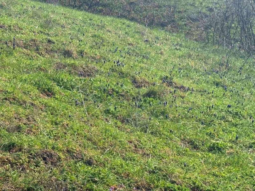 На степах Одещини зацвіла квітка, яка має багато імен та пахне десертом На степах Одещини зацвіла квітка, яка має багато імен та пахне десертом