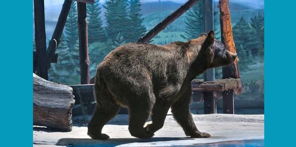 Директор Одеського зоопарку прокоментував смерть ведмедя Бумера Директор Одеського зоопарку прокоментував смерть ведмедя Бумера