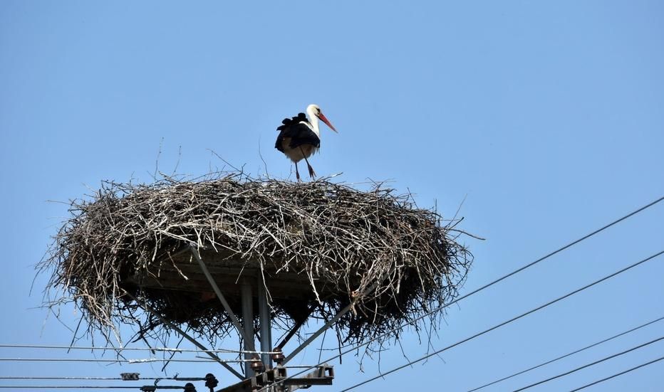 На Одещину повернулися лелеки: енергетики сьомий рік поспіль облаштовують для них безпечні гнізда На Одещину повернулися лелеки: енергетики сьомий рік поспіль облаштовують для них безпечні гнізда