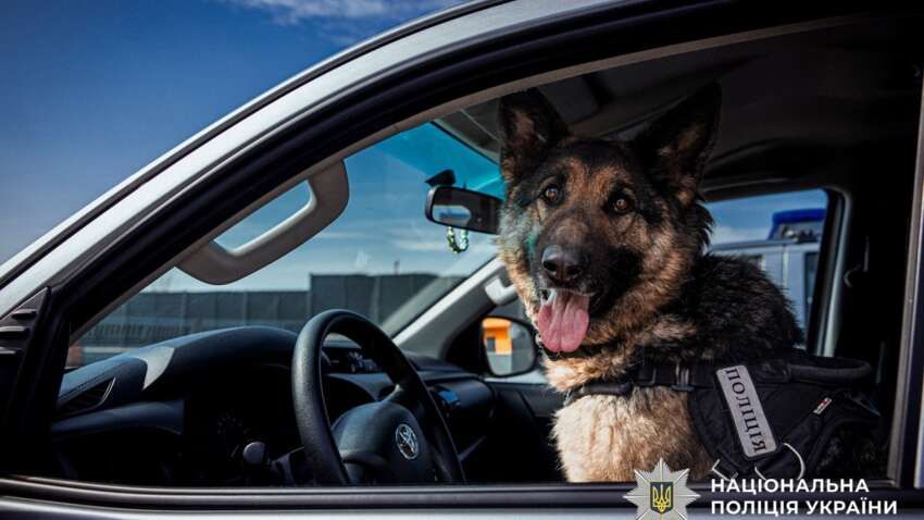 Пес Патрон не один: ще майже 900 чотирилапих щодня рятують життя українців Пес Патрон не один: ще майже 900 чотирилапих щодня рятують життя українців