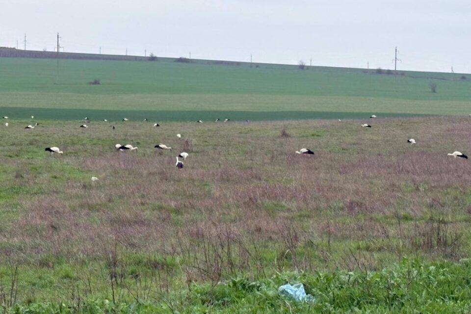 На півдні Одещини лелеки зупинилися на АЗС і чекають, коли запрацює їхній «ліфт» На півдні Одещини лелеки зупинилися на АЗС і чекають, коли запрацює їхній «ліфт»